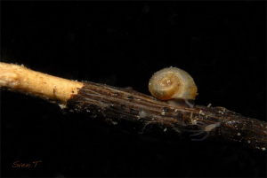 Ramshorn snails,(planorbidae) by Sven Tramaux 